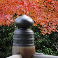 樹木葬埋葬時の費用と注意点